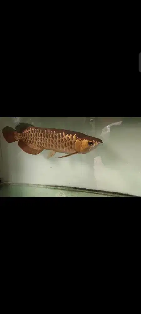 Arwana golden red
