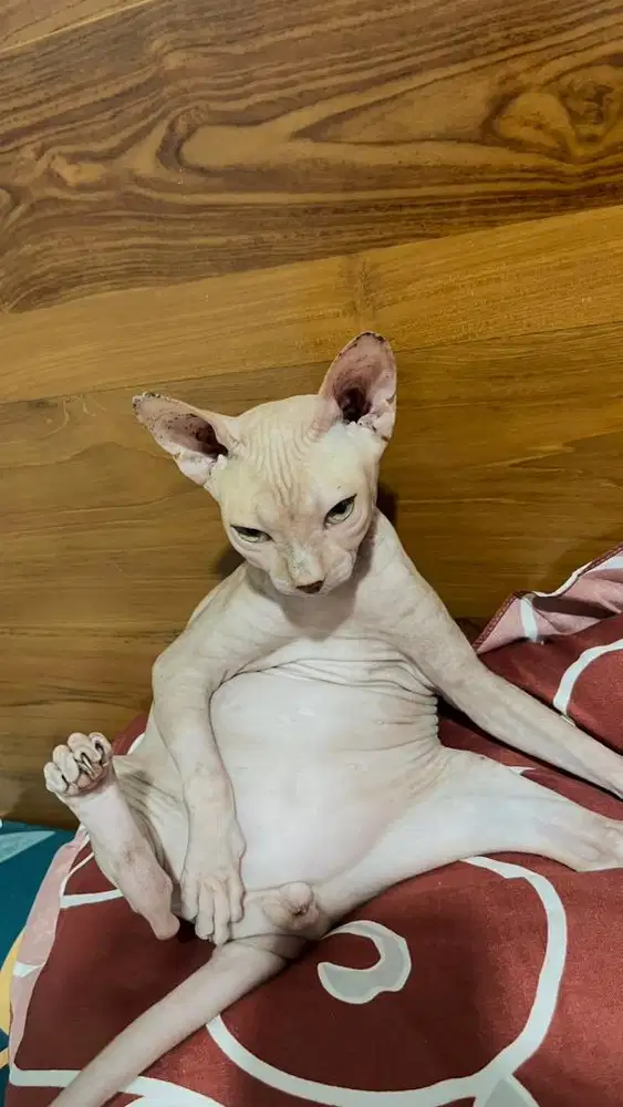 Kucing Sphynx Jantan