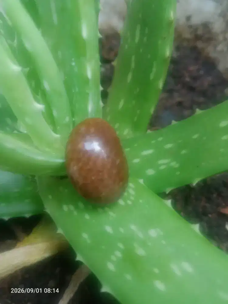 Batu akik sarang madu