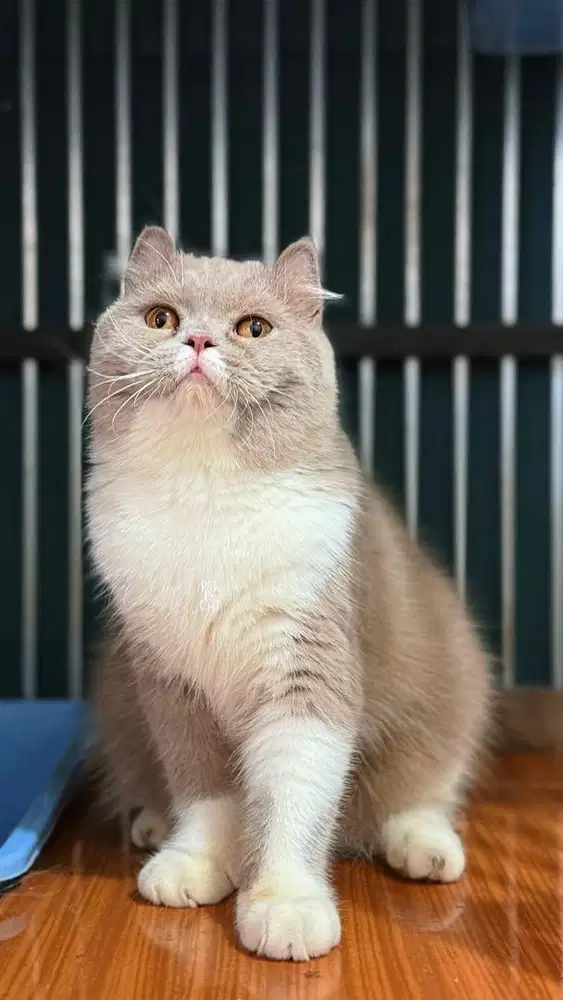 Kucing BSH Curl Betina Bicolor Lilac