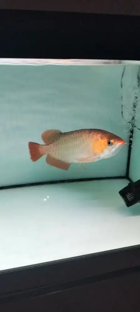 Arwana super red chip
