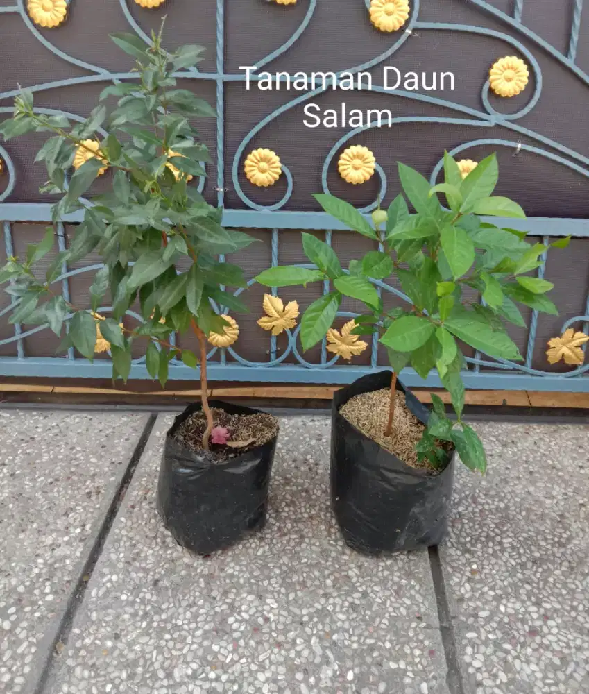 Tanaman Daun Salam Untuk Memasak