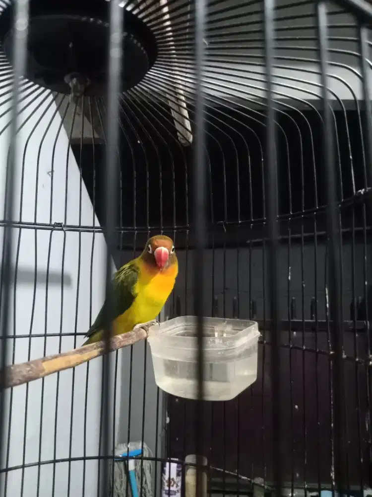 Lovebird Olive Unsex