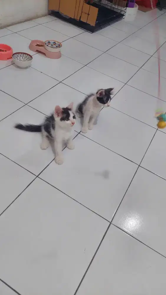 Kucing Ragdoll mixdom