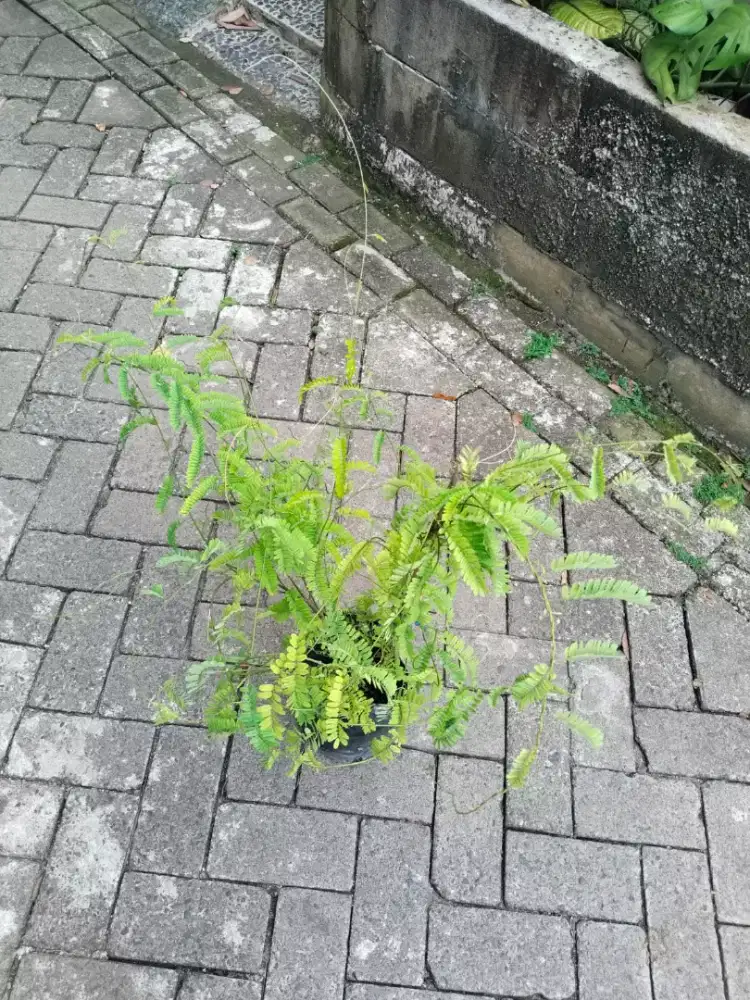 Tanaman Obat Daun Saga