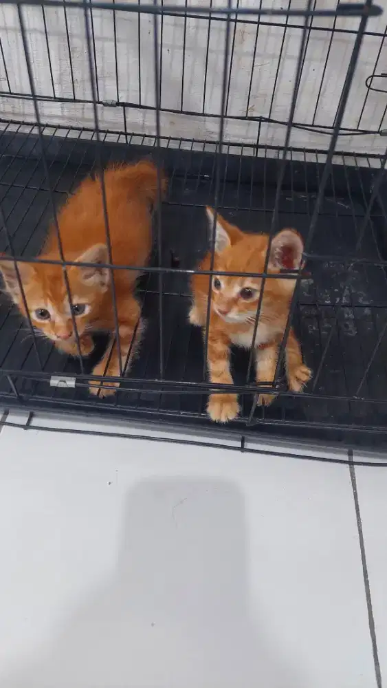 Kucing Persia medium bulu kapas