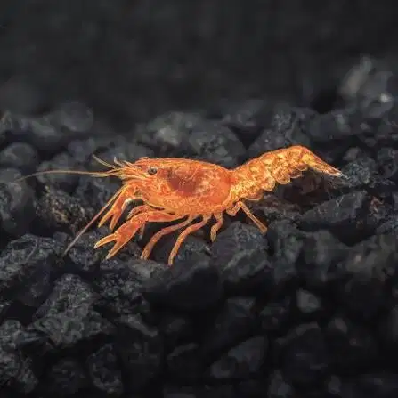 Lobster Mini Mexico Orange