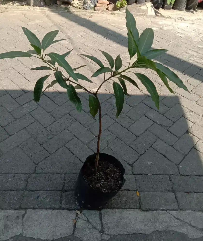 Tanaman Buah Mangga Madu