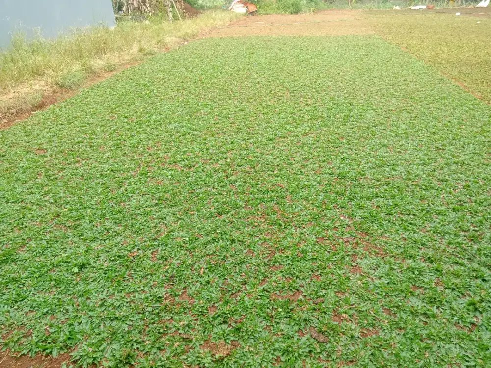 Rumput gajah mini