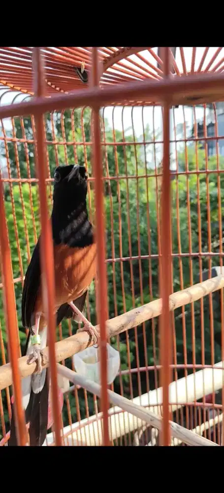 Murai batu prestasian