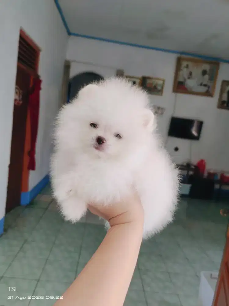 Superminipom,Minipom, Pomeranian