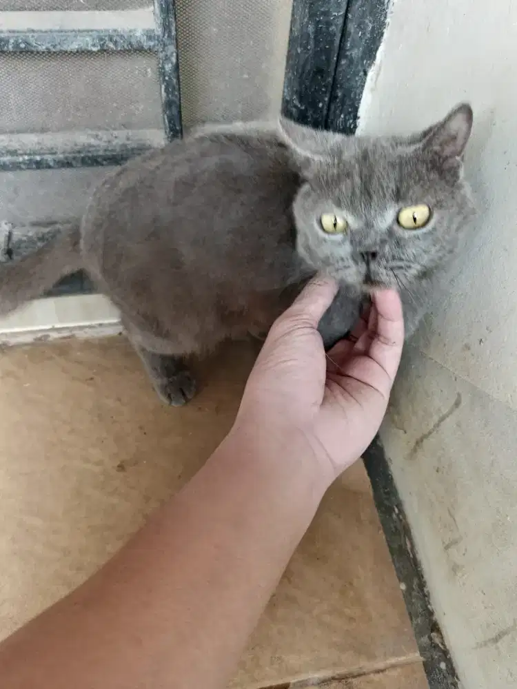 Kucing British Short Hair / BSH dewasa Jantan