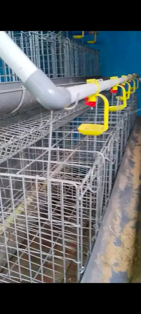 Dijual kandang batrai ayam petelur