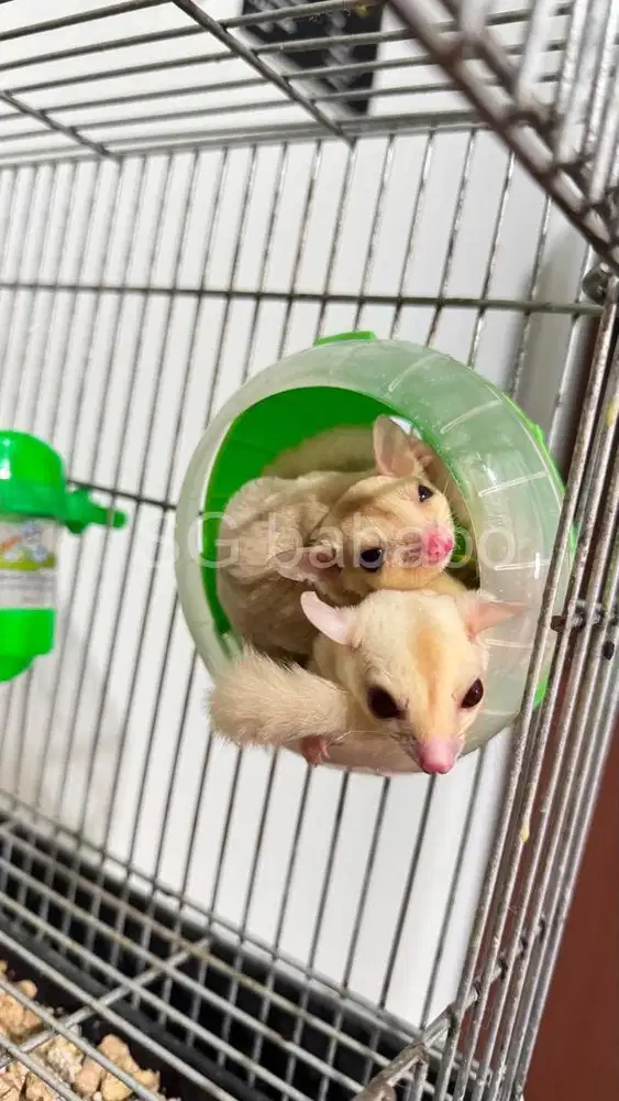 Sugar Glider Creamino Fullset Lengkap