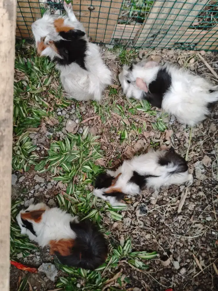 Marmut Jabrig / Guinea Pig