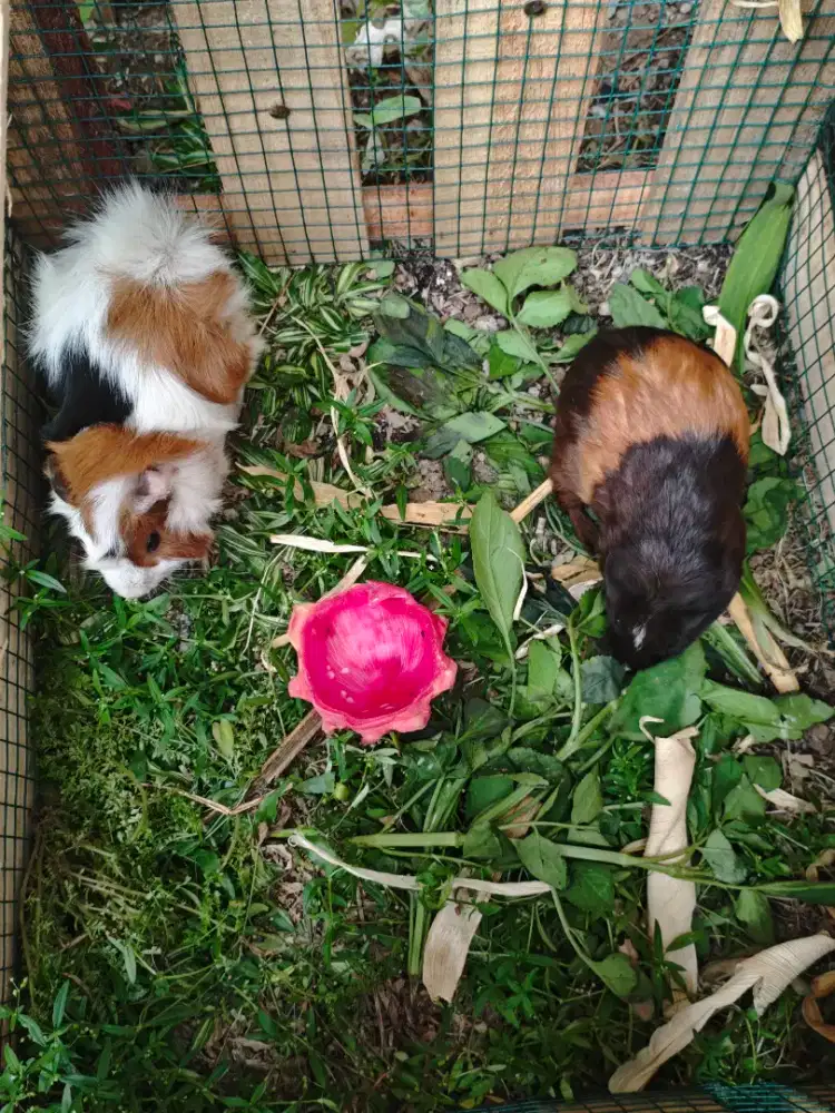 Marmut Jabrig / Guinea Pig