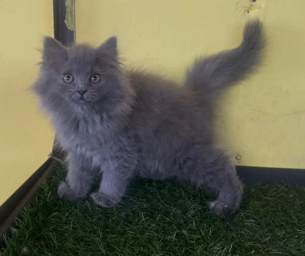 Kucing ras persia betina abu2 3 bln