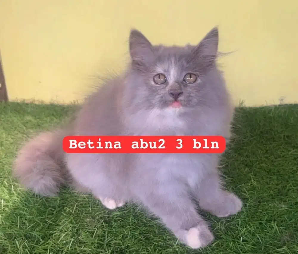 Kucing ras persia kitten anakan gembul2