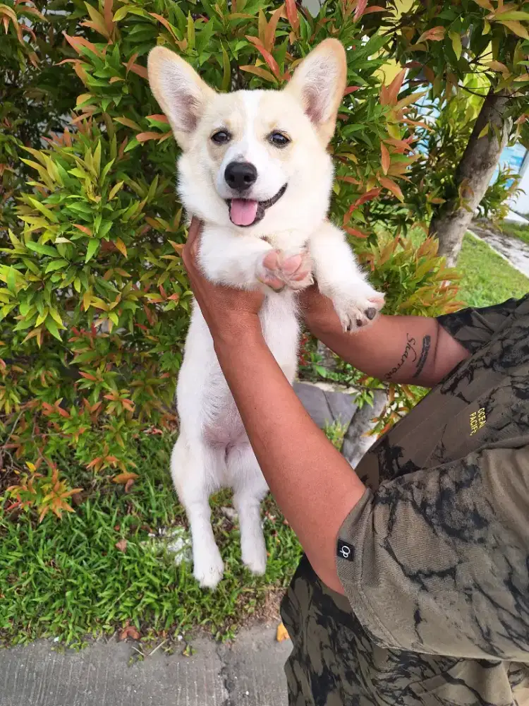 Dijual anakan corgi