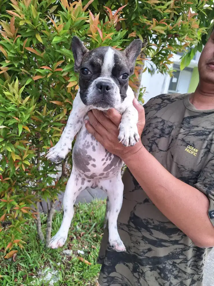 Dijual anakan frenchie
