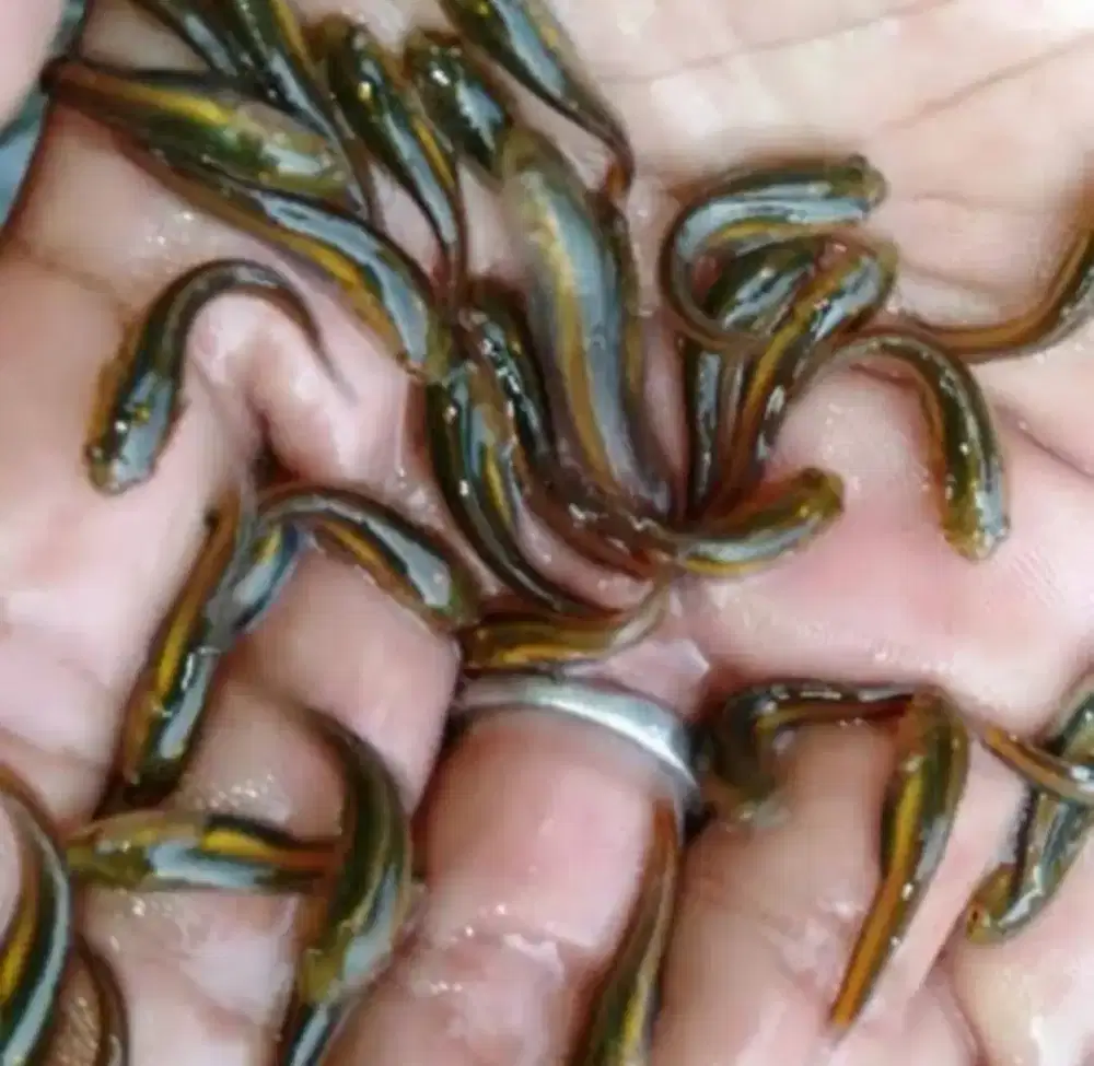 Bibit gabus (beongan)