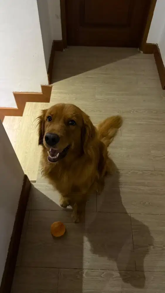Golden Retriever