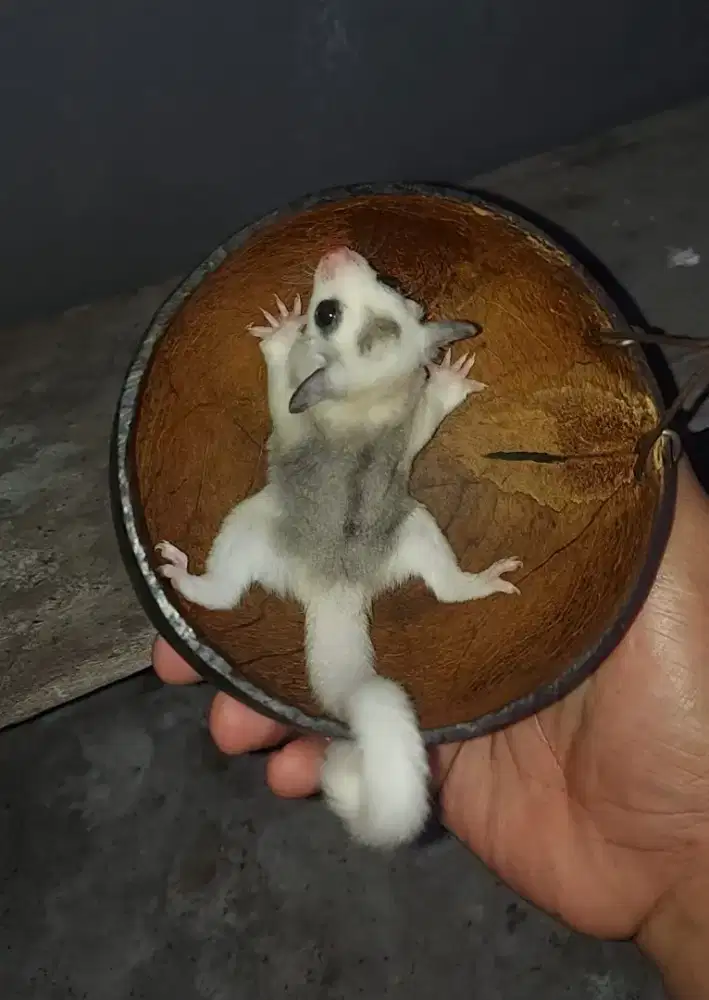 Sugar glider moza het cream jantan 1,5bln