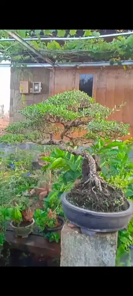 bonsai santigi small