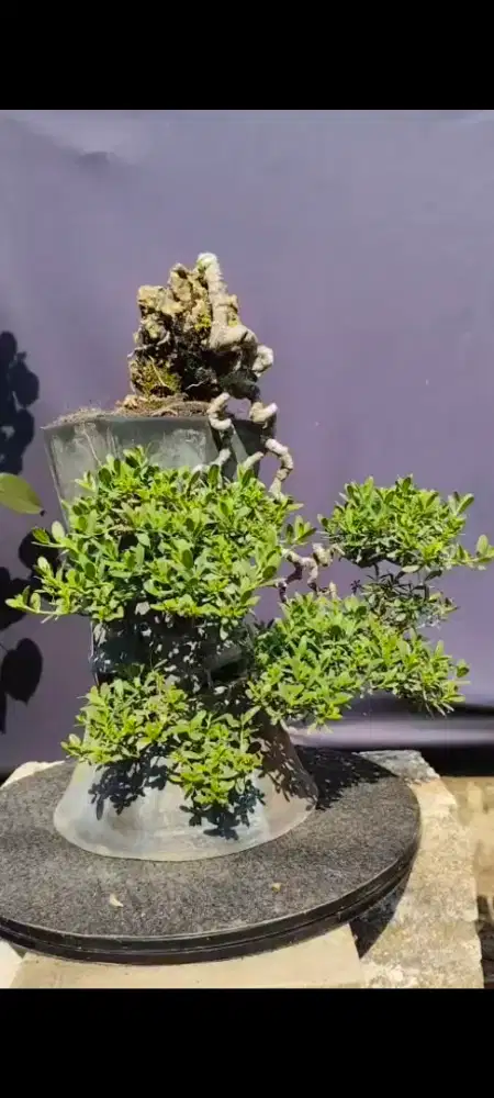 bonsai santigi small