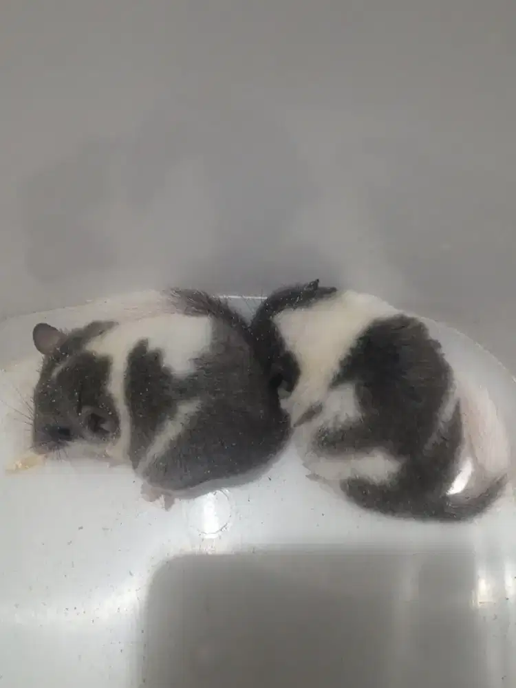 African pygmy dormice