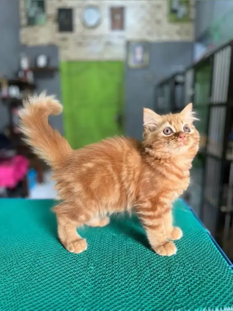 Kitten Persia red Marbel
