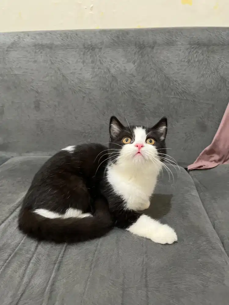 Kitten bsh black white