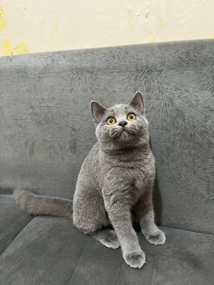 Kitten bsh blue solid