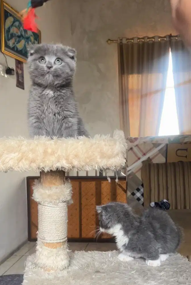 Kucing bsh british short hair mix scottish fold & gaelic fold
