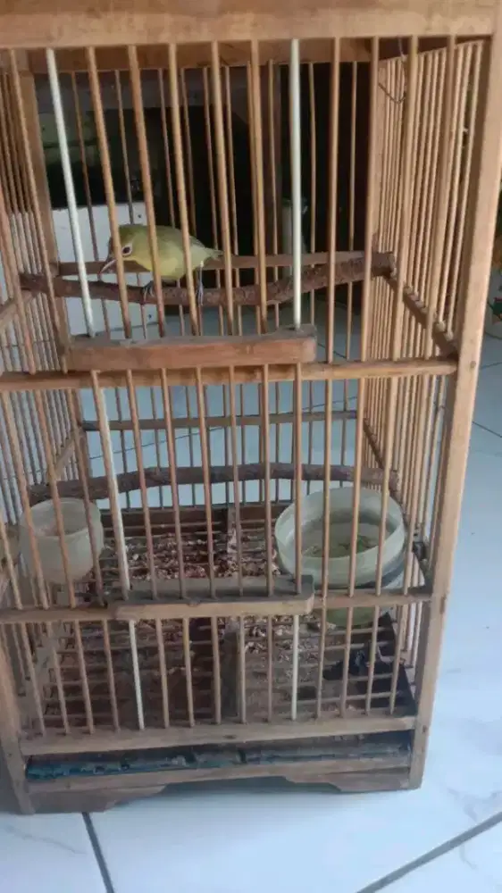 Burung kecil dakun lombok