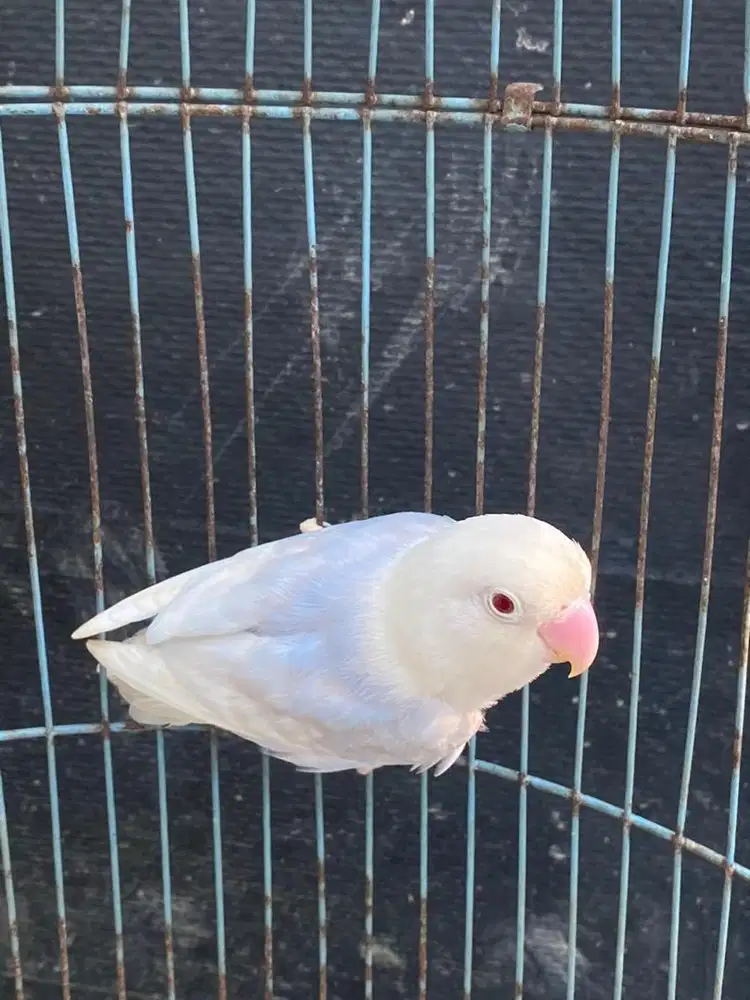 Lovebird Pale Fallow