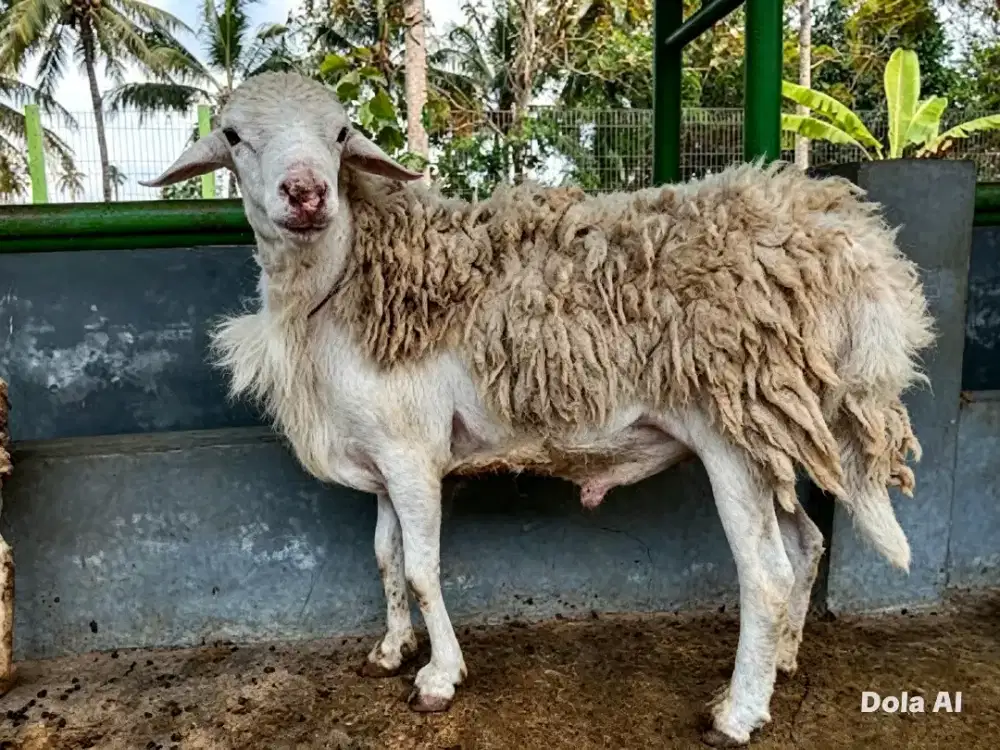 Domba aqiqah qurban daging