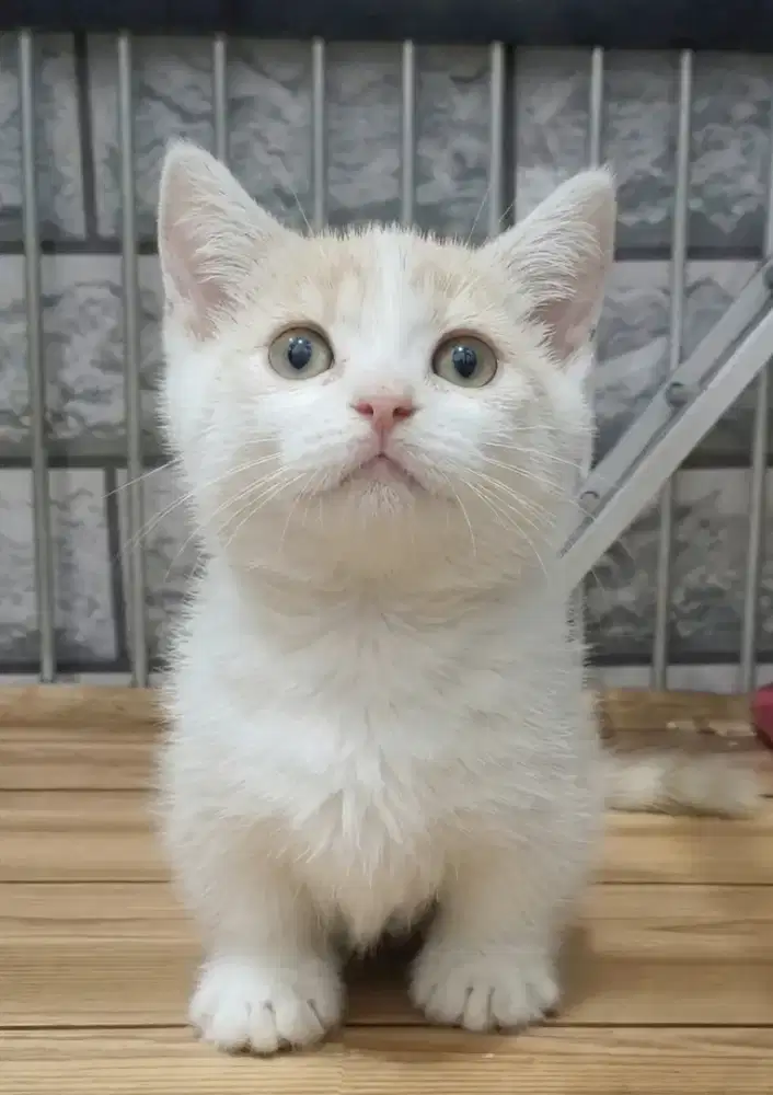 Munchkin Bsh Jantan