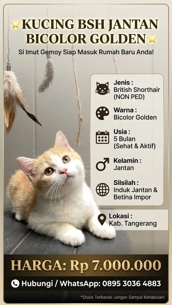 Kucing BSH NON PED