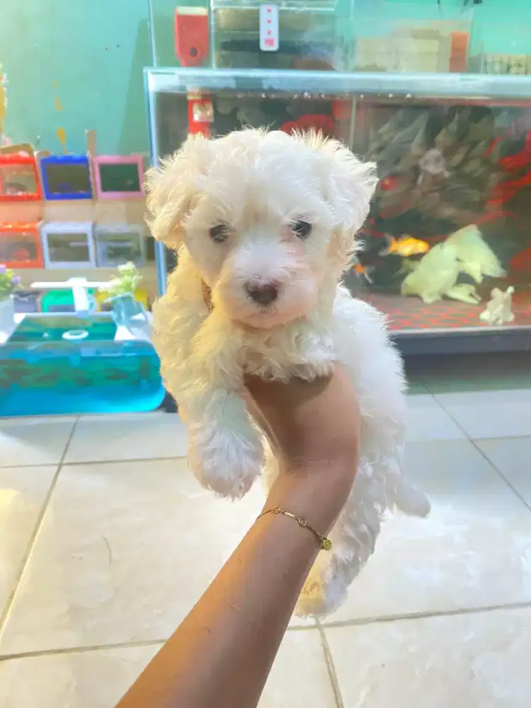 Puppys maltipo jantan dan betina