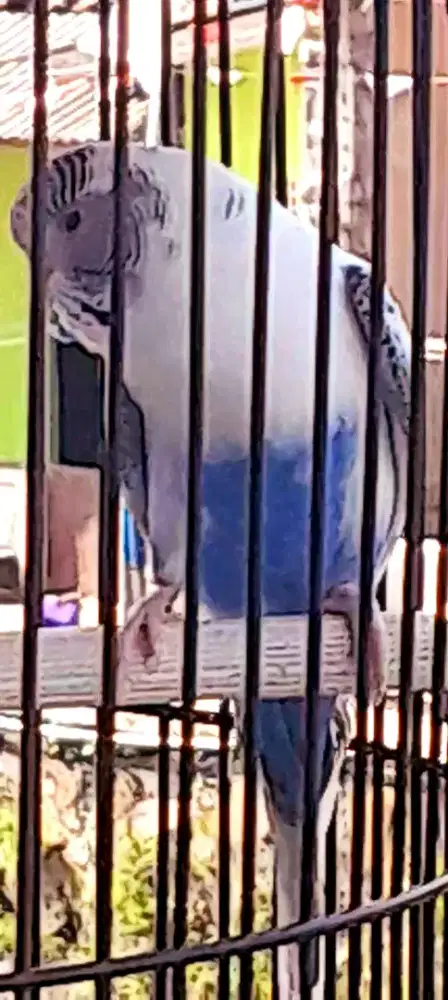 BURUNG PARKIT VIOLET GACOR NGOCEH CERECET PLUS SANGKAR KOTAK BARU