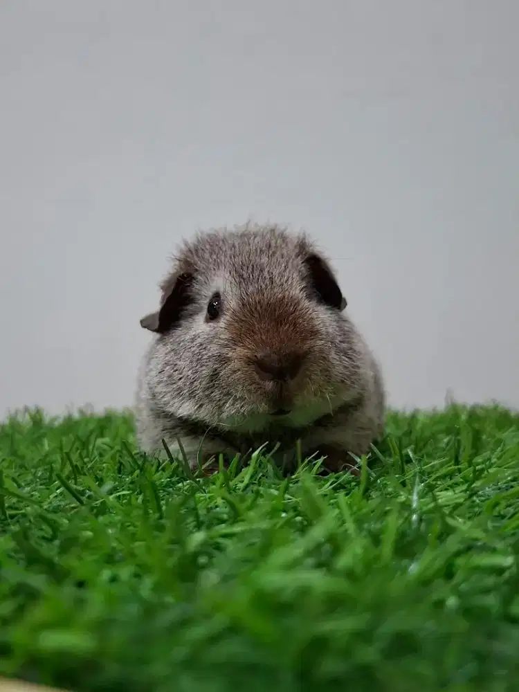 Marmut / guinea pig