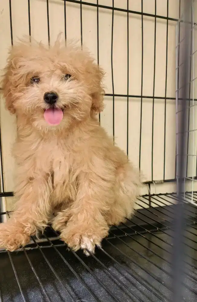 Tiny poodle Female
