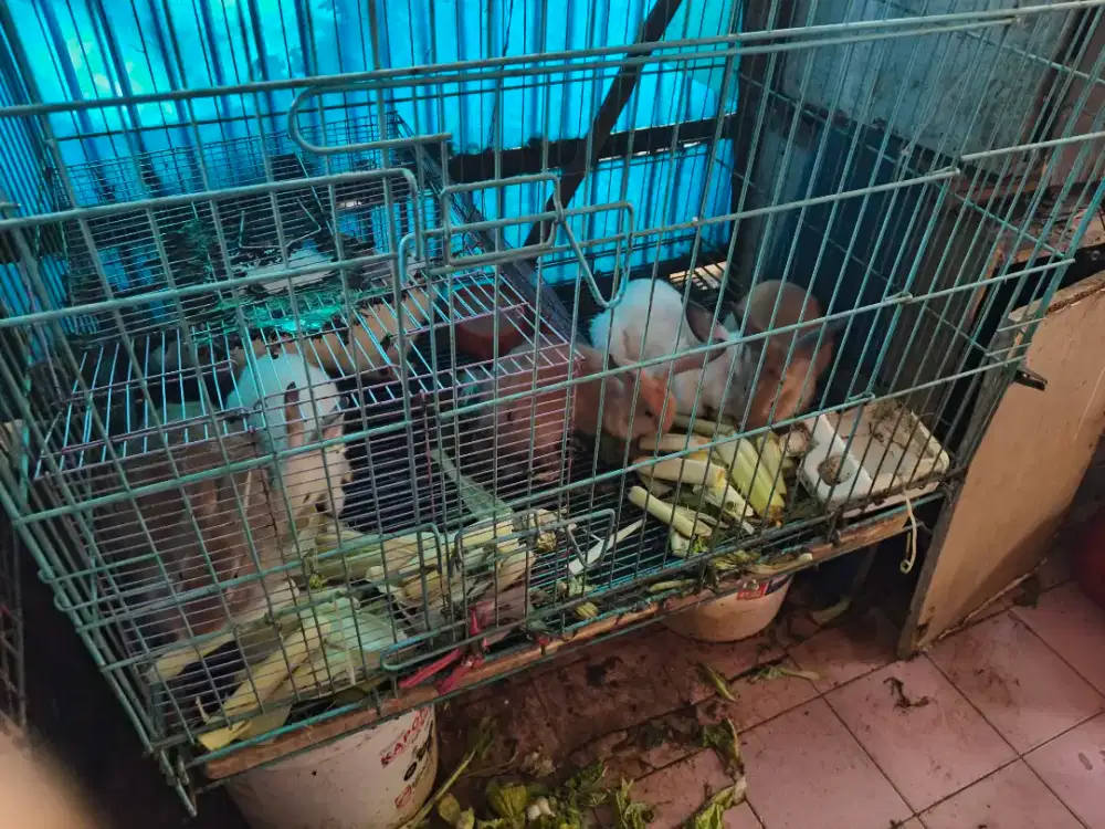 Kelinci indukan dan anaknya