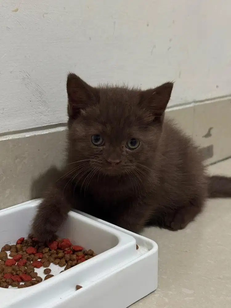 Kucing BSH Choco