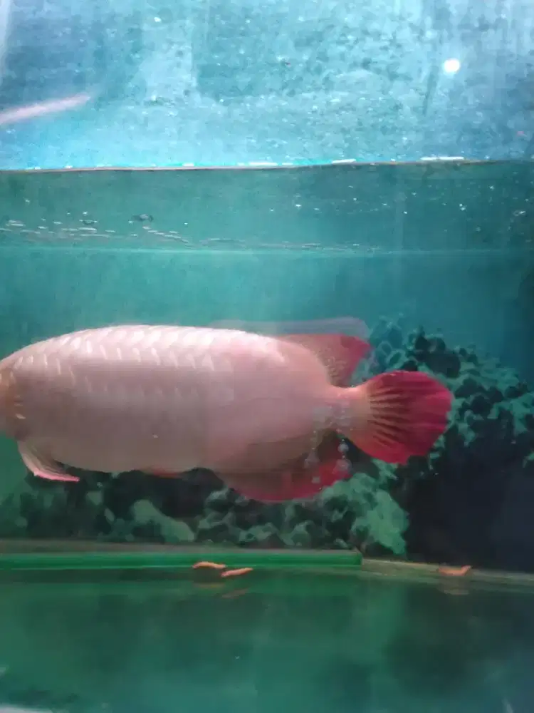 Ikan arwana super red