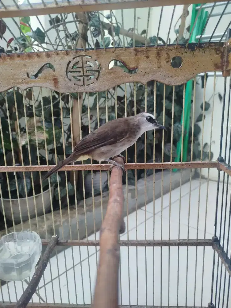 Cerukcuk ngikluk, garuda