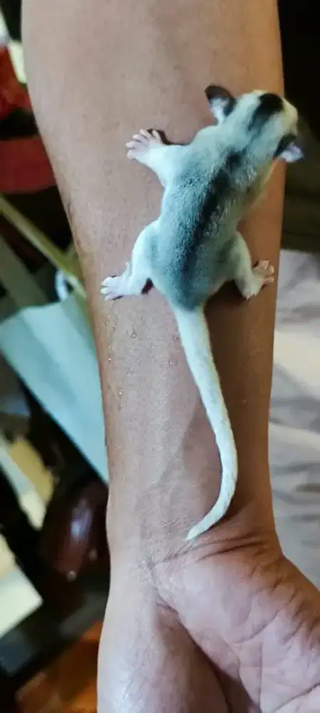 Sugar glider mozaic ph leu plat