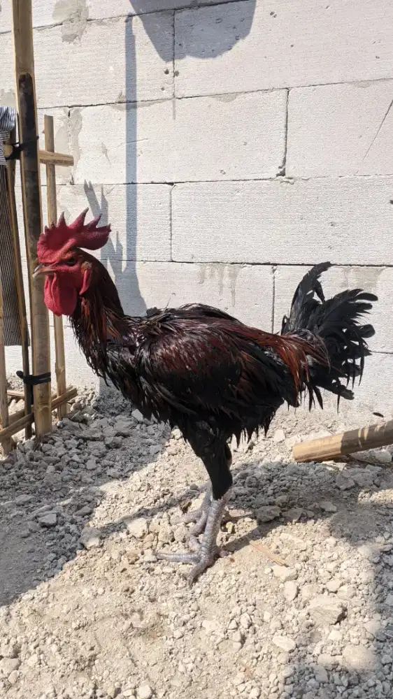 Ayam pelung kokok panjang