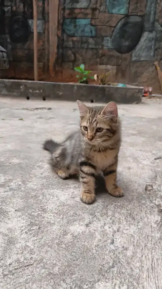 Jual kucing kaki pendek short hair